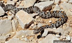 Nesli tehlikede olan yılan Nemrut Dağı’nda görüldü 