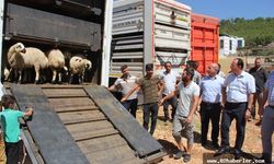 Genç çiftçilere 2 bin 142 koyun dağıtıldı 