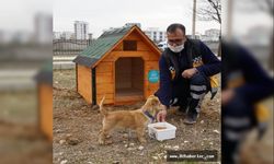 Parklara Kedi ve Köpek Evleri Yapılıyor