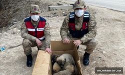 Donmak Üzere Olan Yavru Köpeklere Jandarma Yetişti