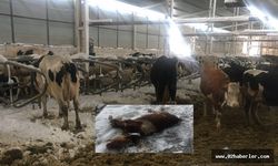 Kar Yağışı Hayvan Çiftliklerine Zarar Verdi
