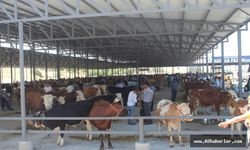 Kahta’da Hayvan Pazarı Tedbir Amaçlı Kapatıldı
