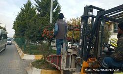 Kahta Belediyesi Ağaç Budama Çalışmalarına Başladı